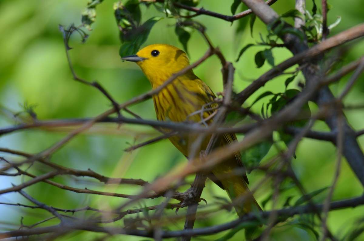 Northern Yellow Warbler - ML646045893