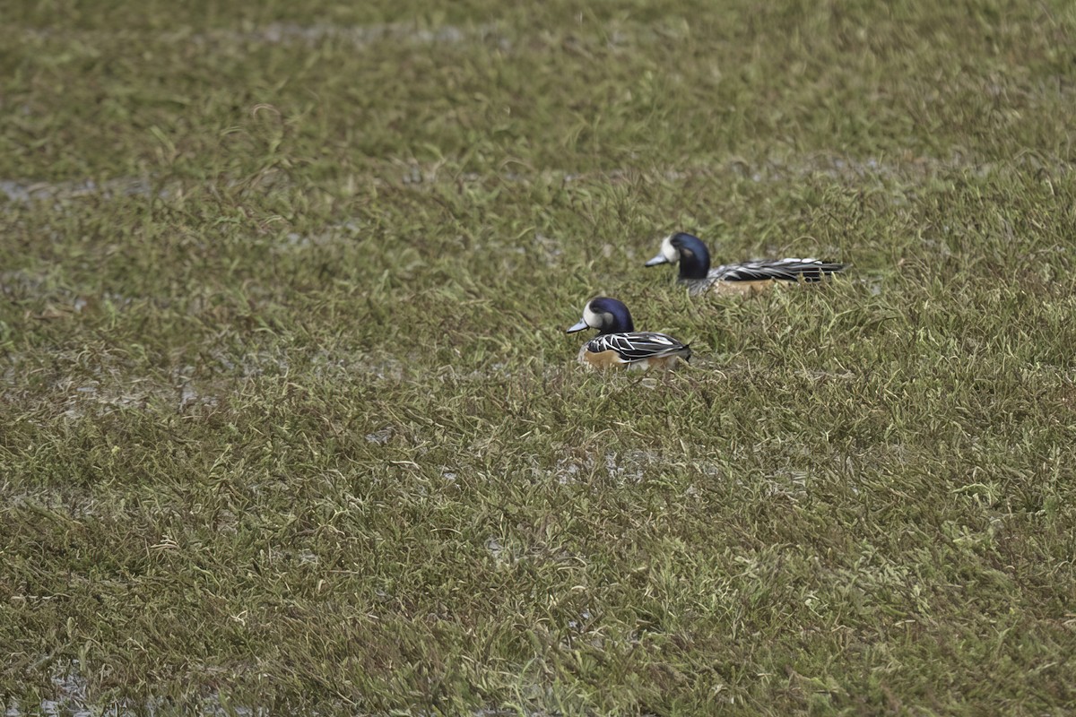 Chiloe Wigeon - ML646045894