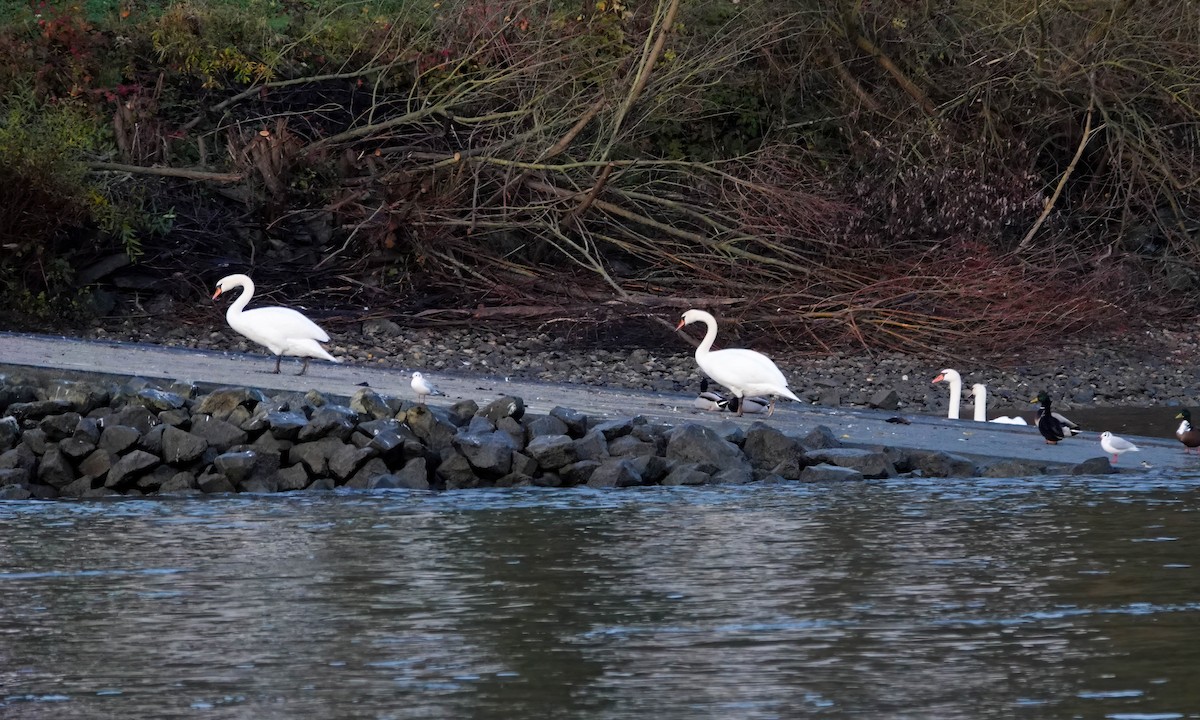Mute Swan - ML646045895