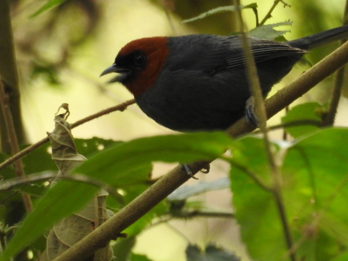 Chestnut-headed Tanager - ML646045896