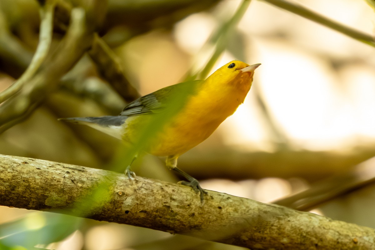 Prothonotary Warbler - ML646045905