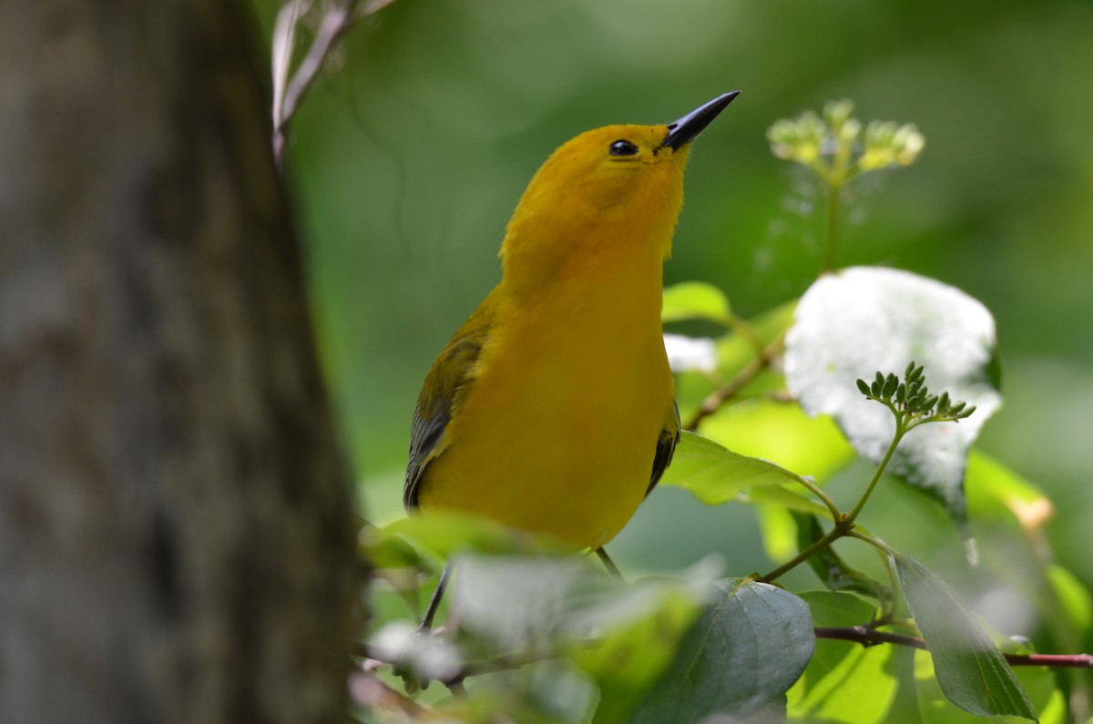 Prothonotary Warbler - ML646045906