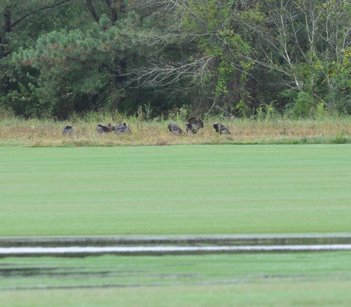 Wild Turkey - ML646045907