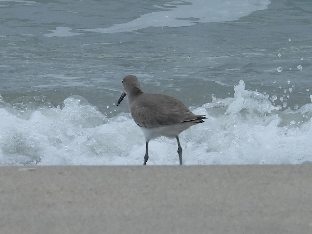 Willet - ML646045908