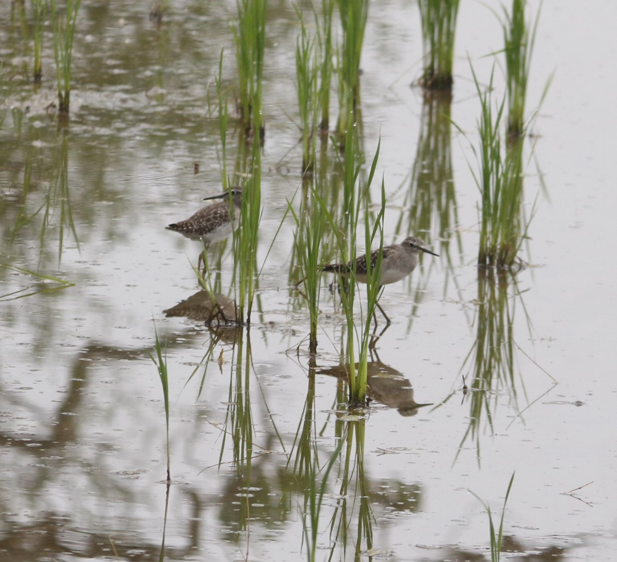 Wood Sandpiper - ML646045909
