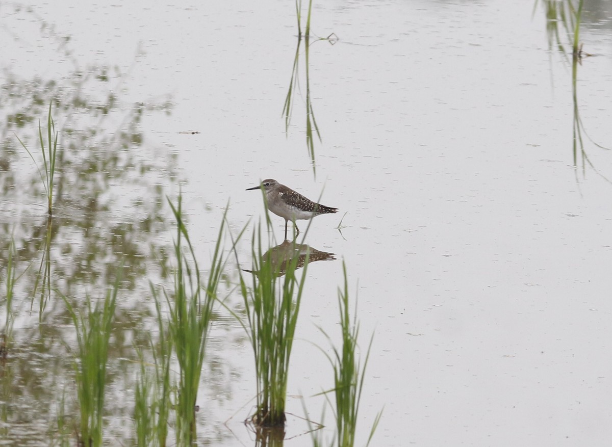 Wood Sandpiper - ML646045910