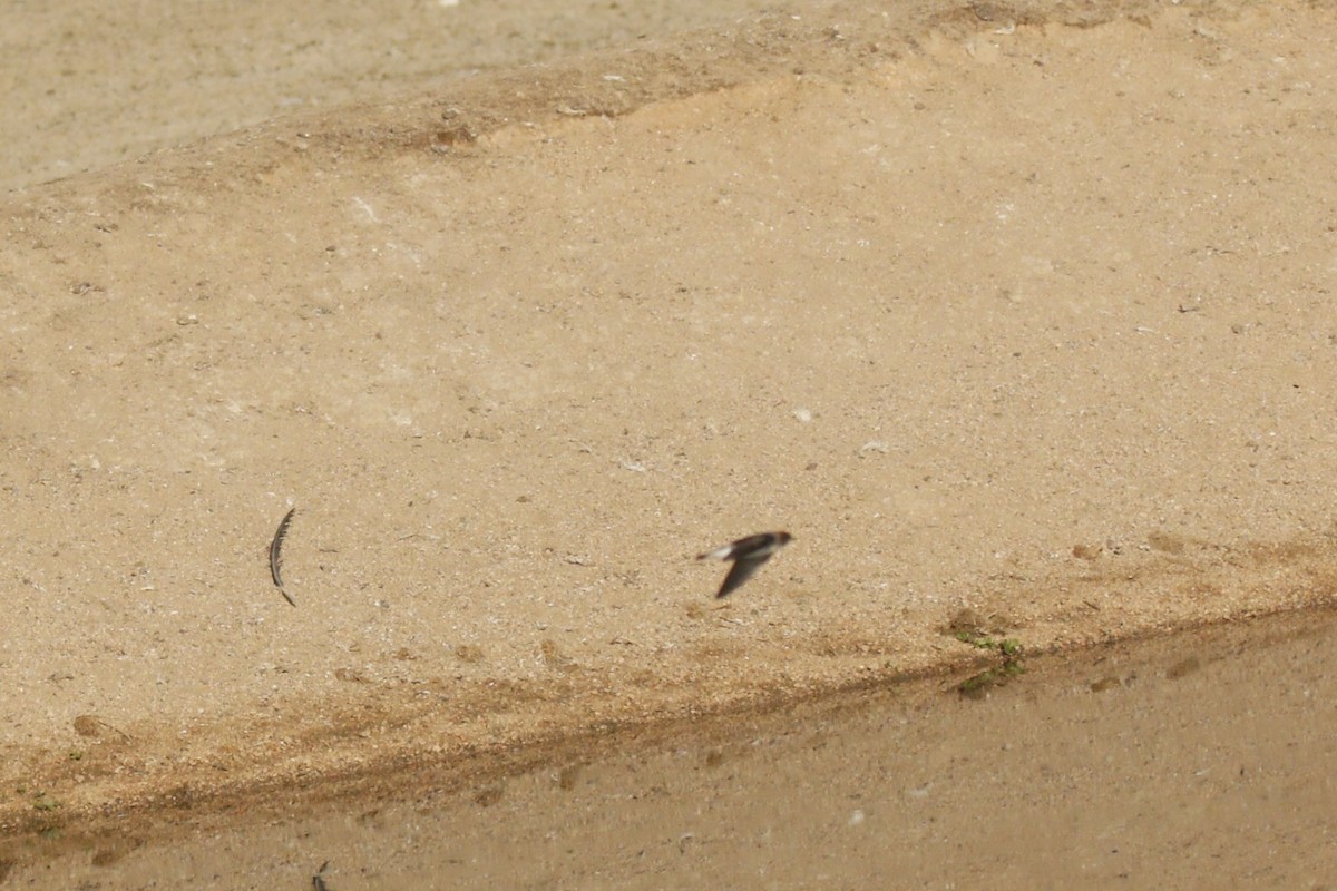 swallow sp. - ML646045912