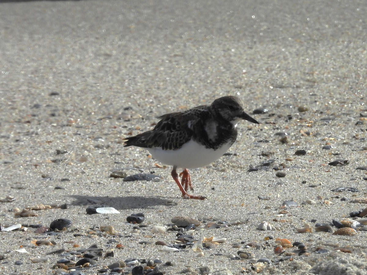 Ruddy Turnstone - ML646045913
