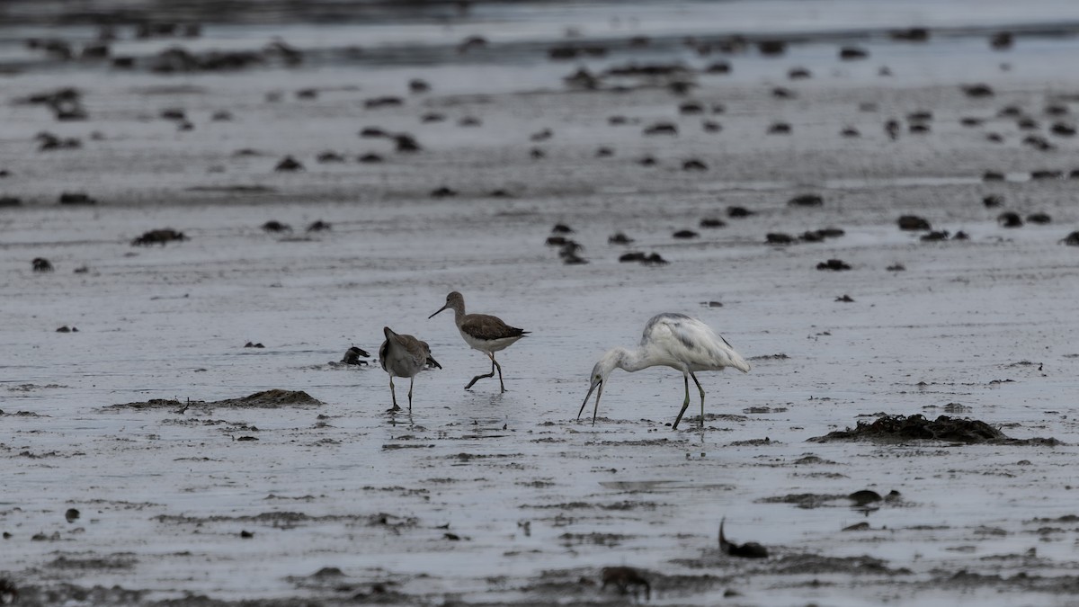 volavka modrošedá - ML646045919