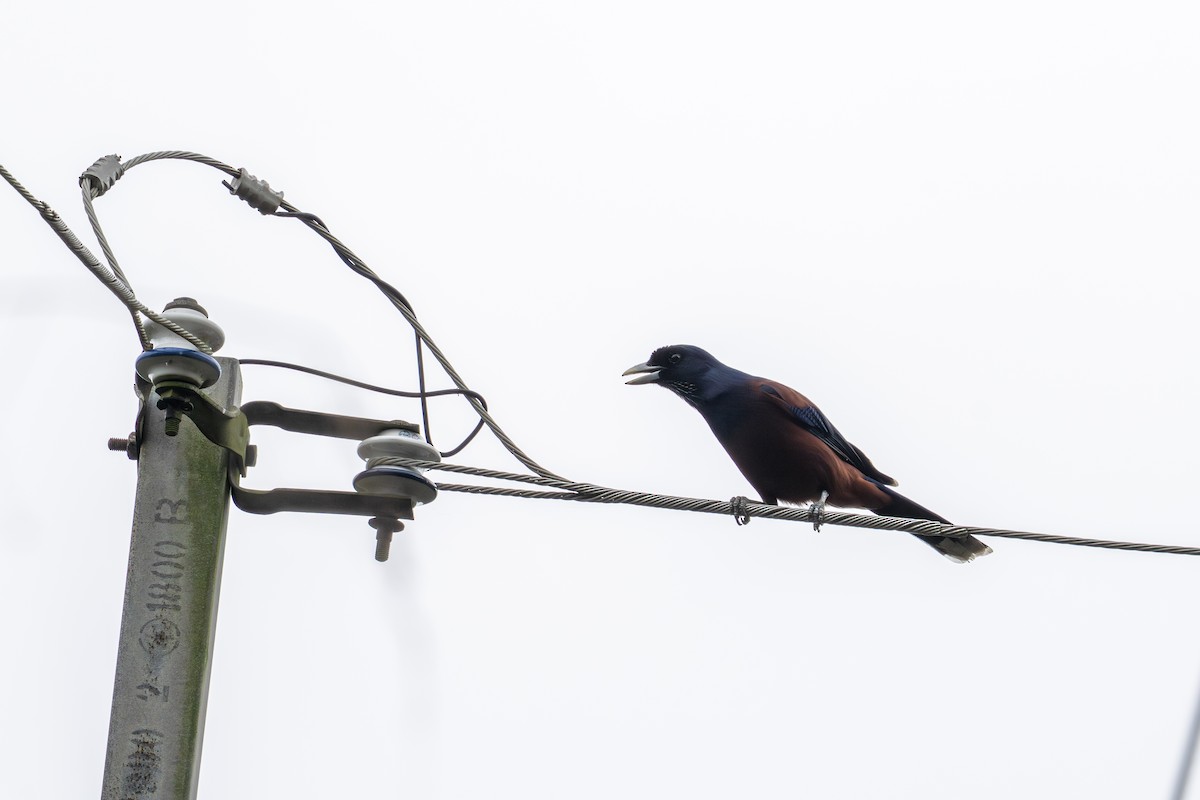 Сойка риукійська - ML646045924