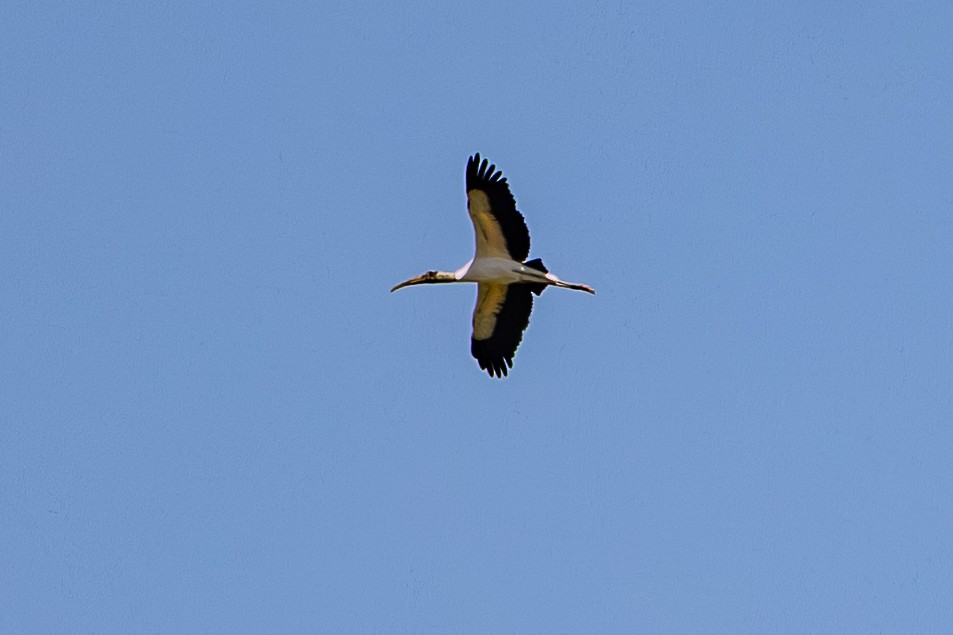 Wood Stork - ML646045929