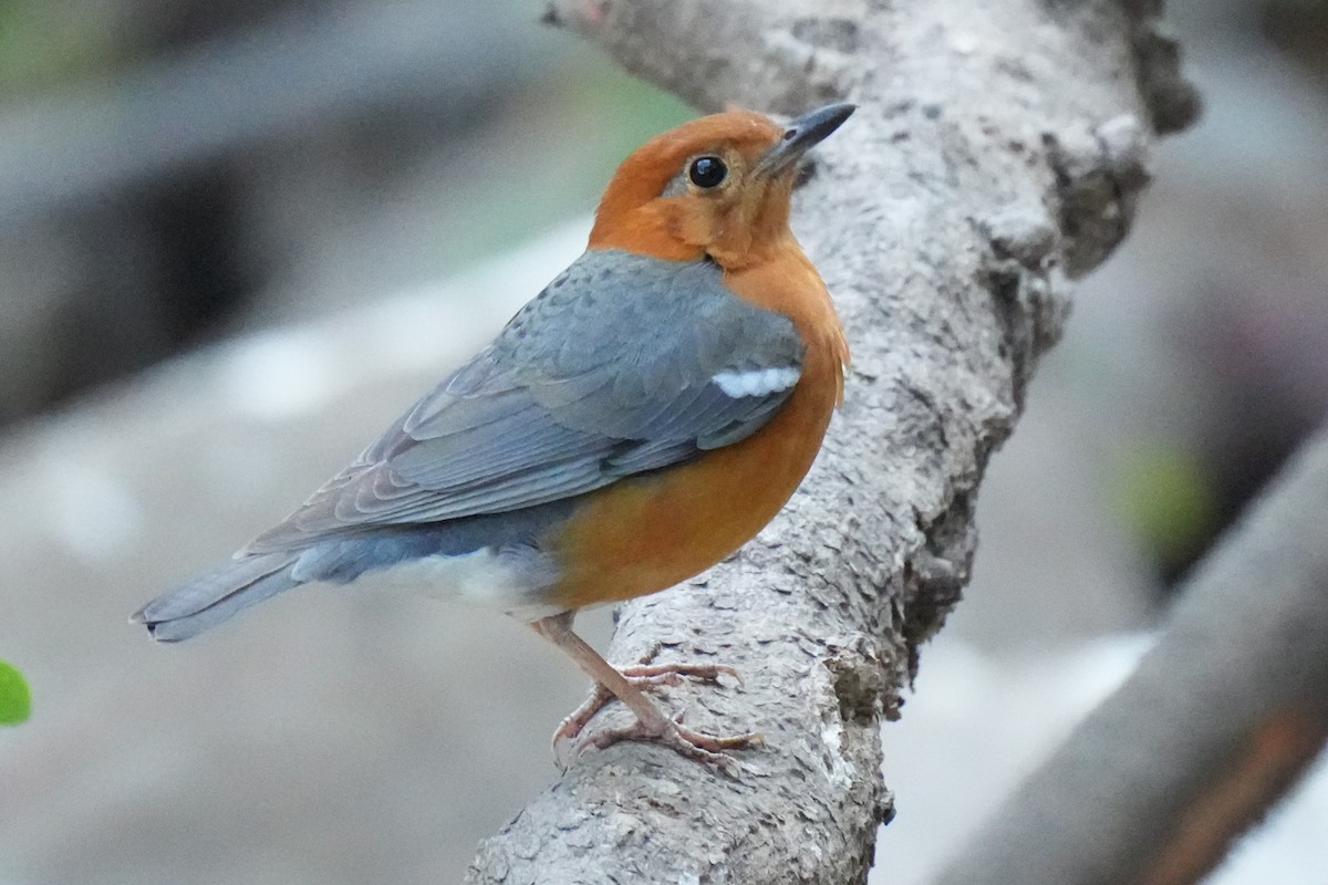 Orange-headed Thrush - ML646045934