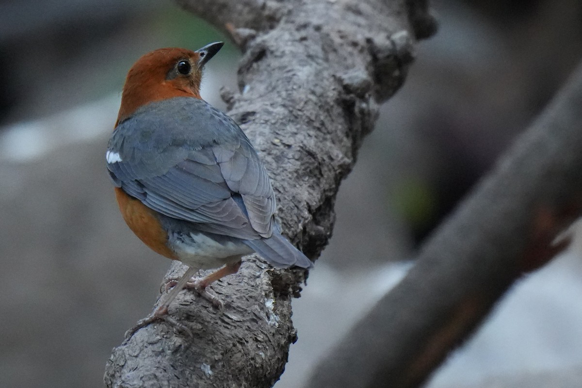 Orange-headed Thrush - ML646045935