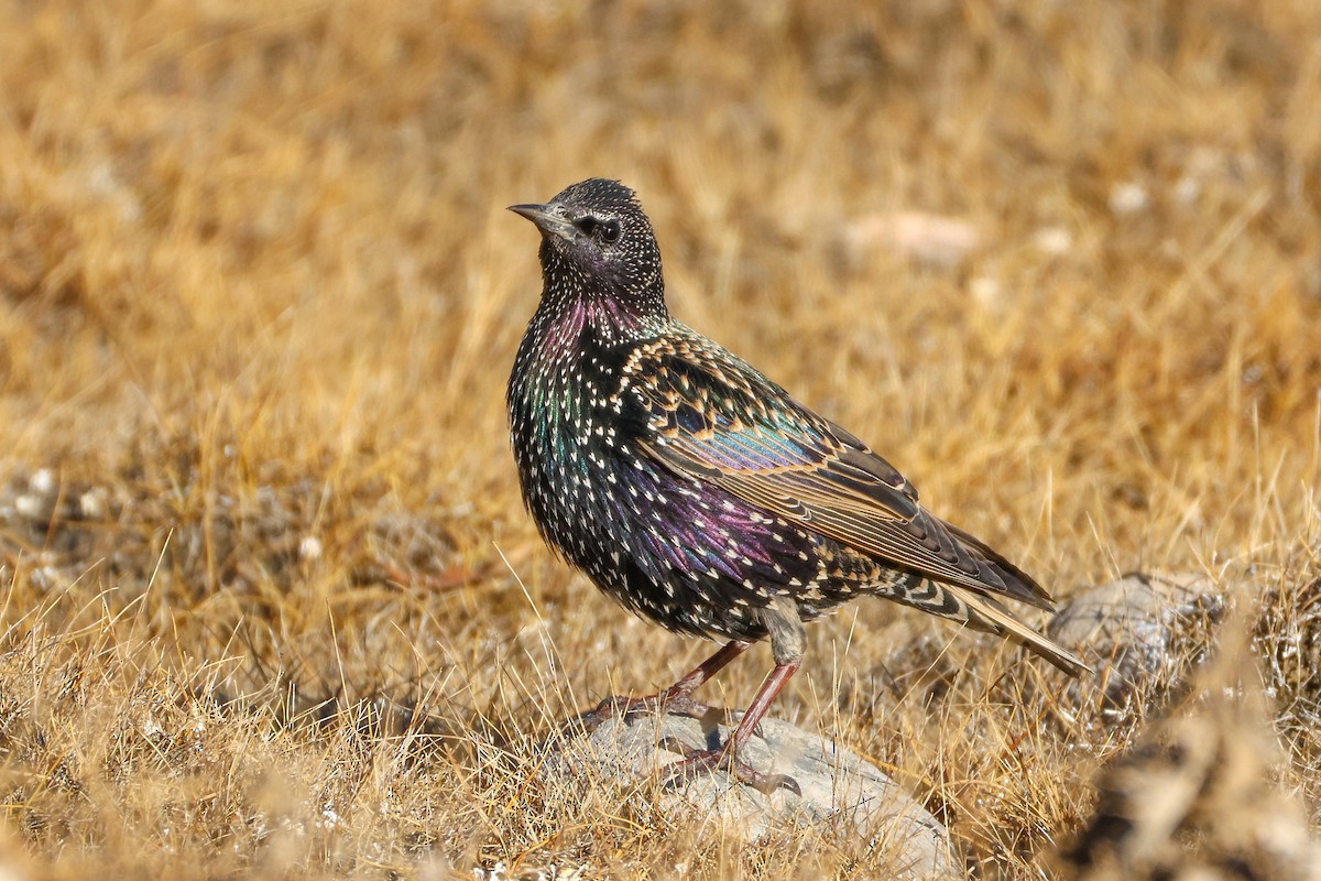 Storno - ML646045939