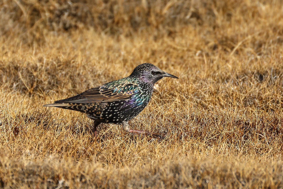 špaček obecný - ML646045941