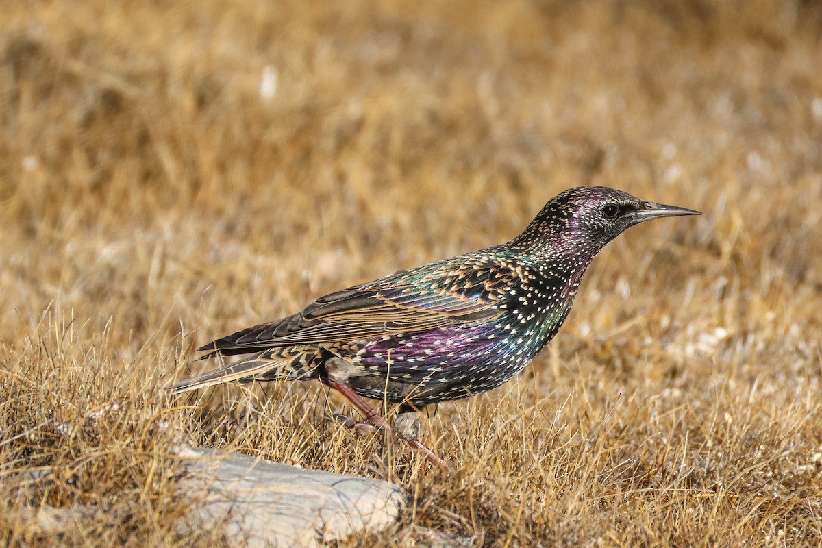 Storno - ML646045943