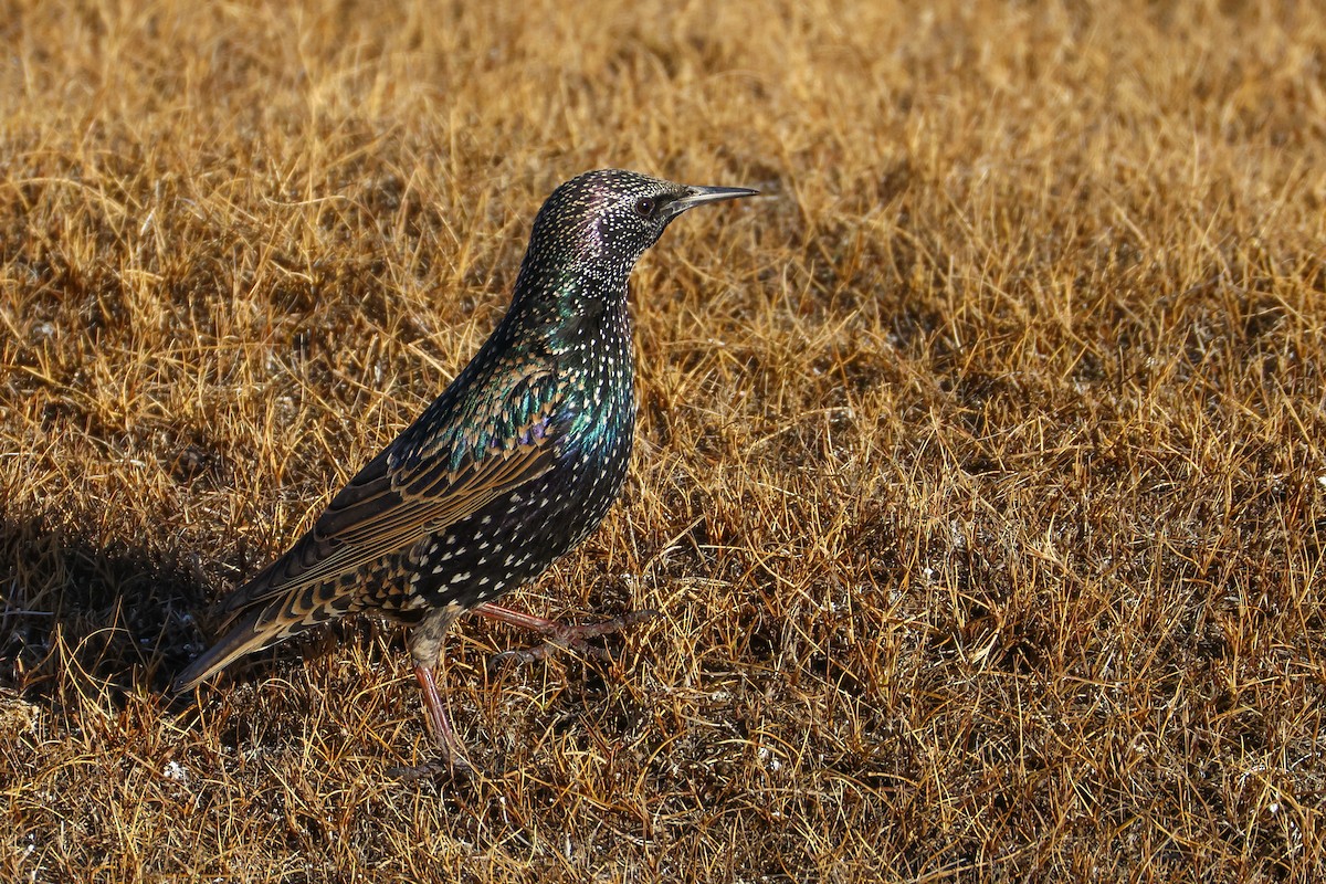 Storno - ML646045944