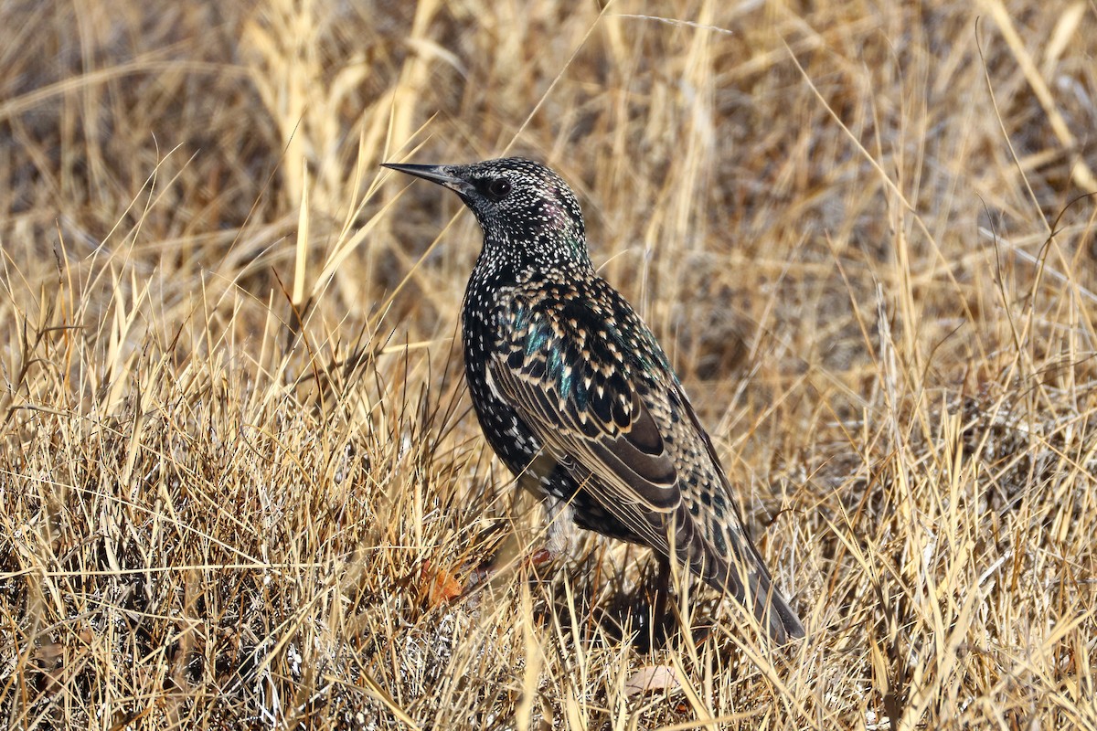 špaček obecný - ML646045945