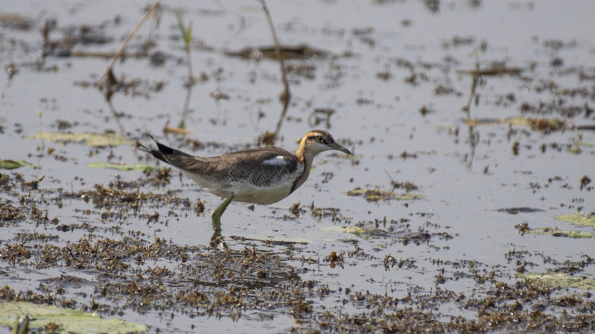 Pheasant-tailed Jacana - ML646045948