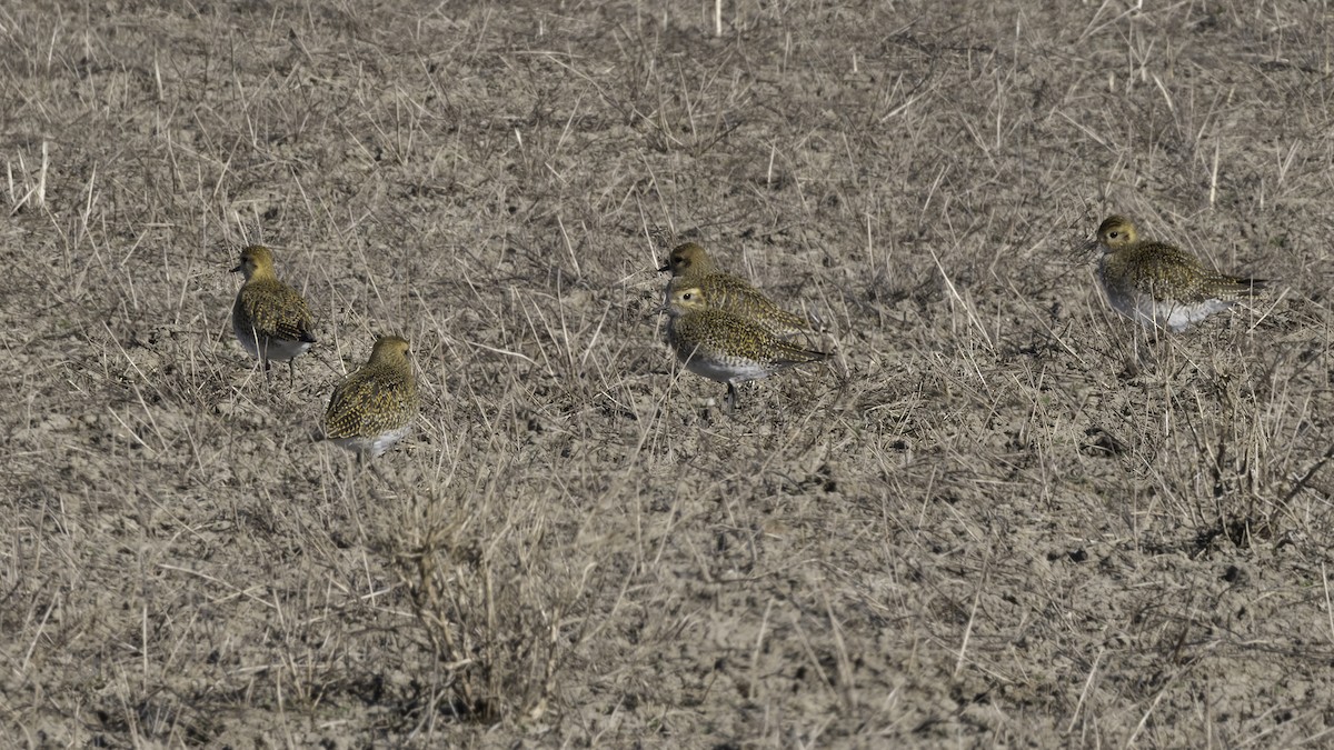 kulík zlatý - ML646045956