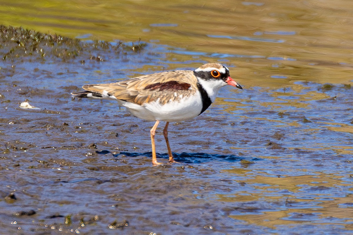 kulík černočelý - ML646045957