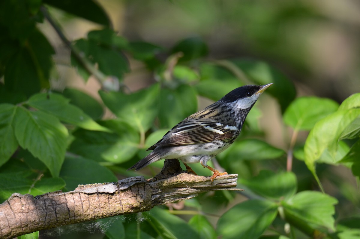 lesňáček černohlavý - ML646045962