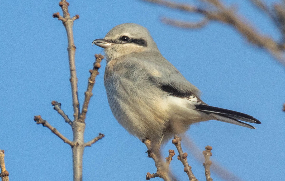 ťuhýk severní - ML646045963