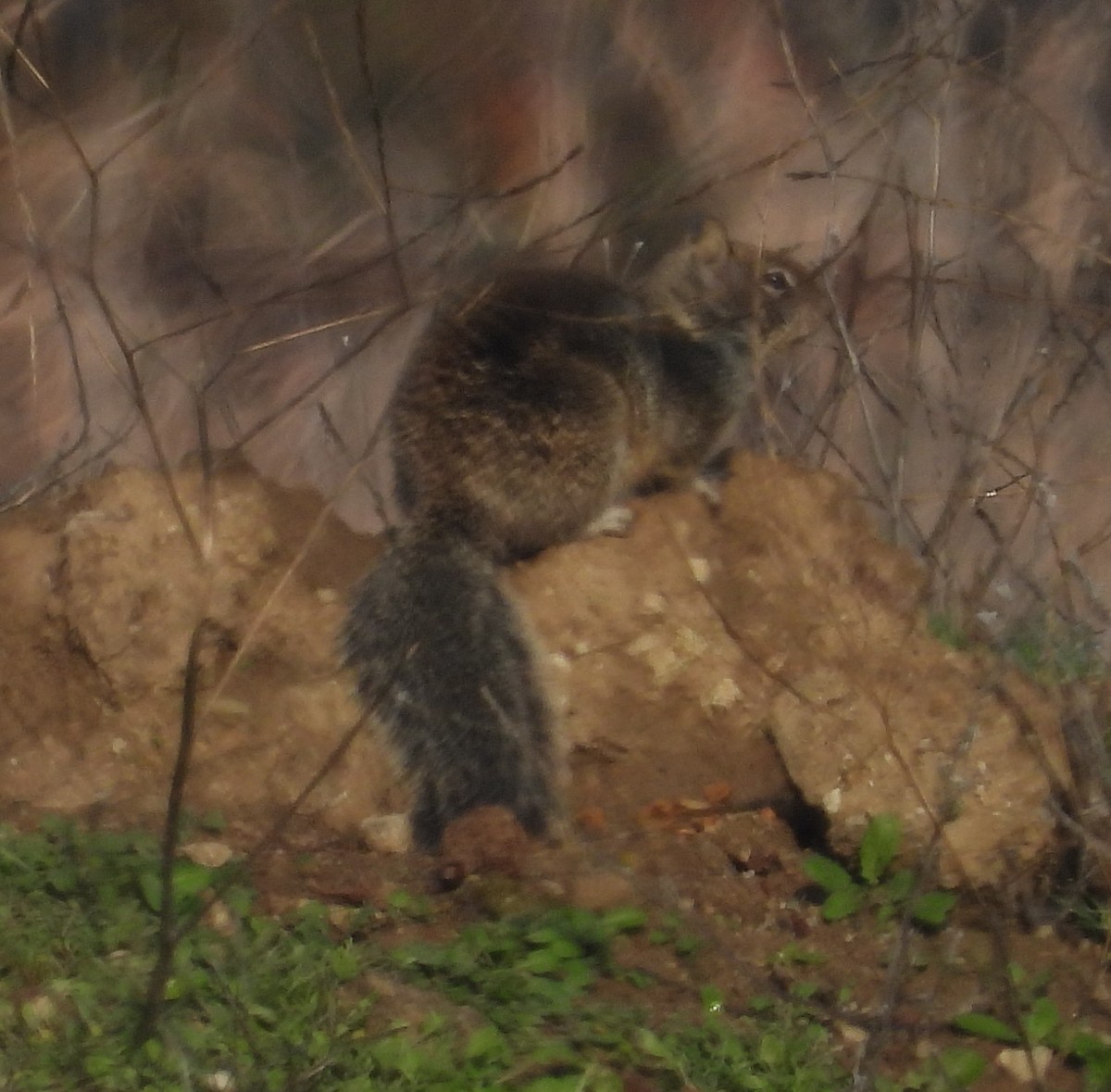California Ground Squirrel - ML646045964