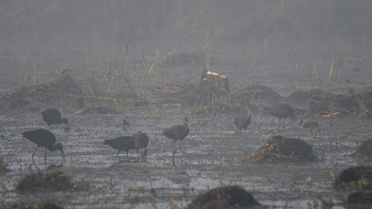 ibis hnědý - ML646045969