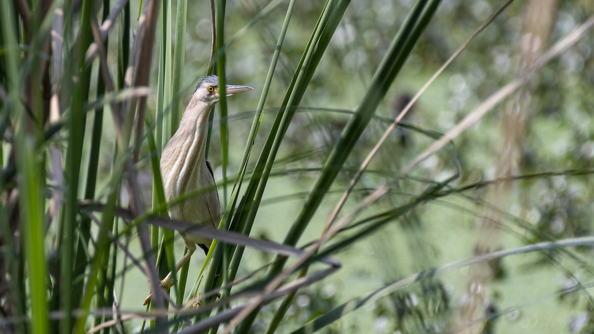 bukáček žlutonohý - ML646045971