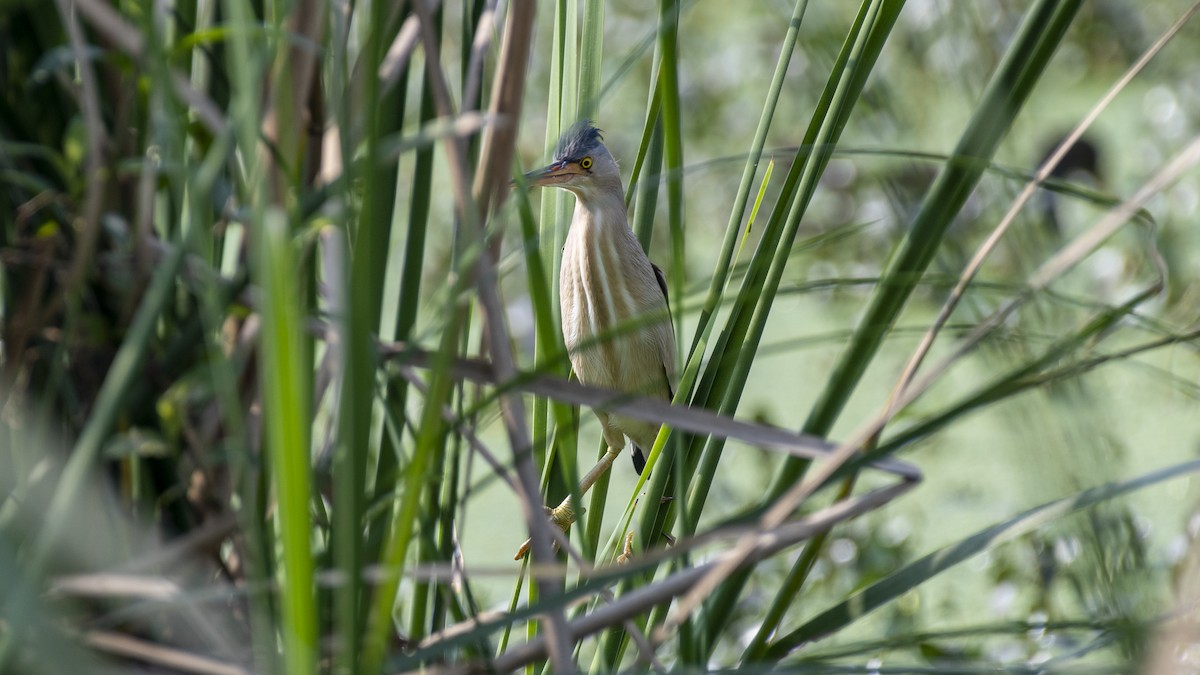 bukáček žlutonohý - ML646045972