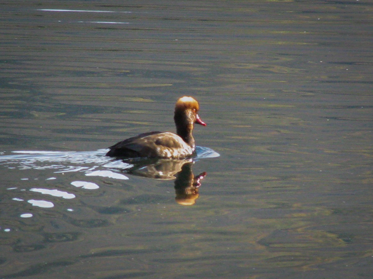 zrzohlávka rudozobá - ML646045973