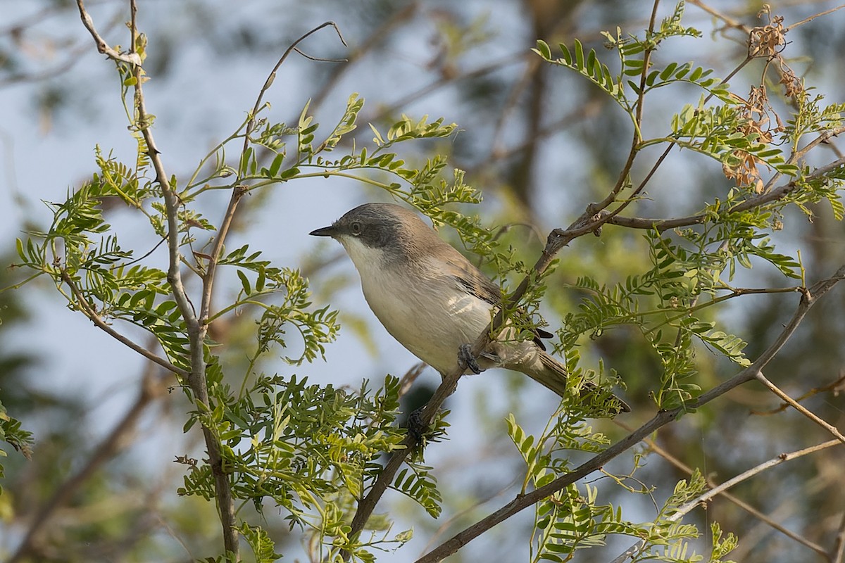 pěnice pokřovní - ML646045974