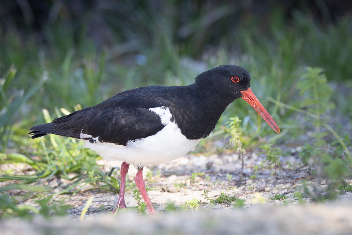 ústřičník dlouhozobý - ML646045976