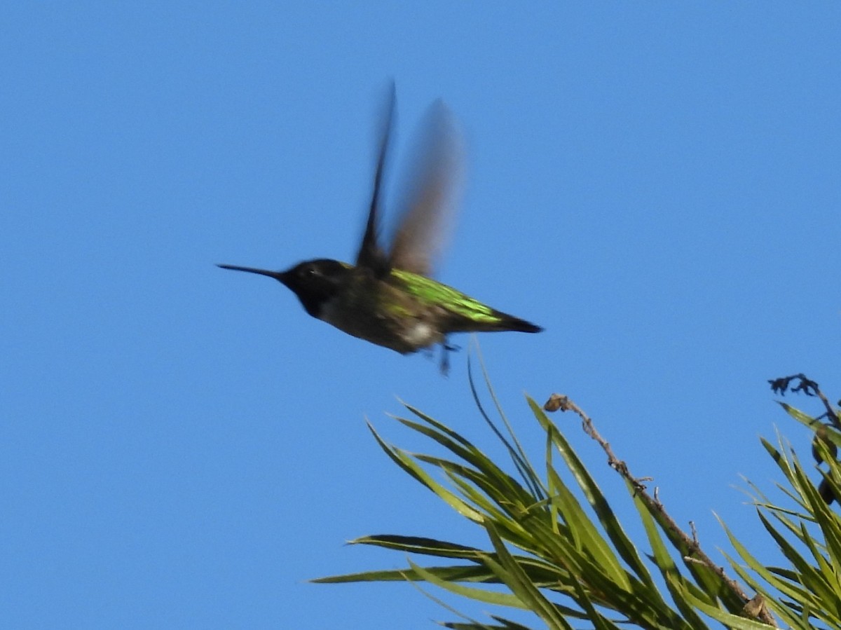 kalypta růžovohlavá - ML646045987