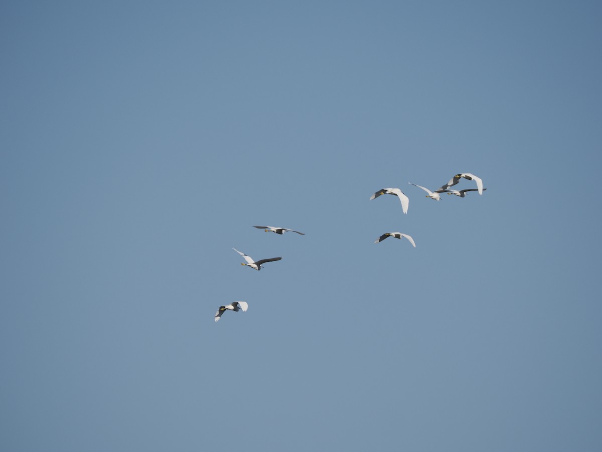 volavka bělostná - ML646045989