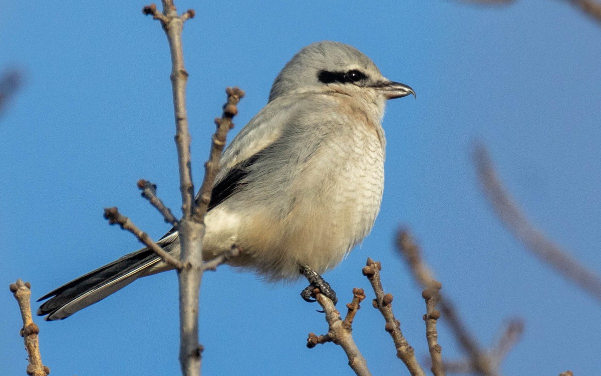 ťuhýk severní - ML646045991