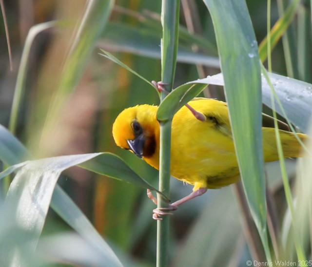 Southern Brown-throated Weaver - ML646045992
