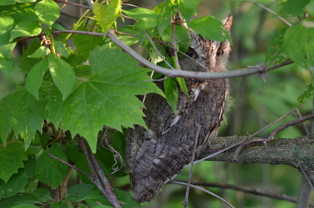 výreček americký - ML646045994