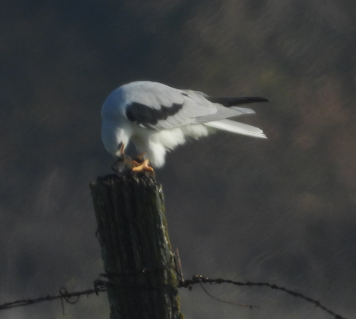 luněc americký - ML646045999