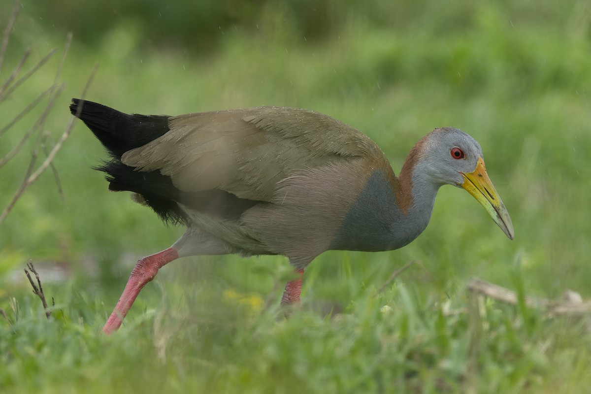 chřástal ypecaha - ML646046000