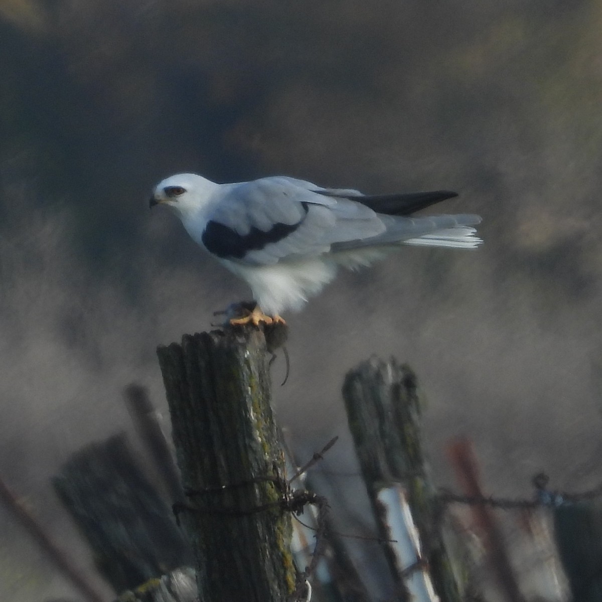 luněc americký - ML646046001