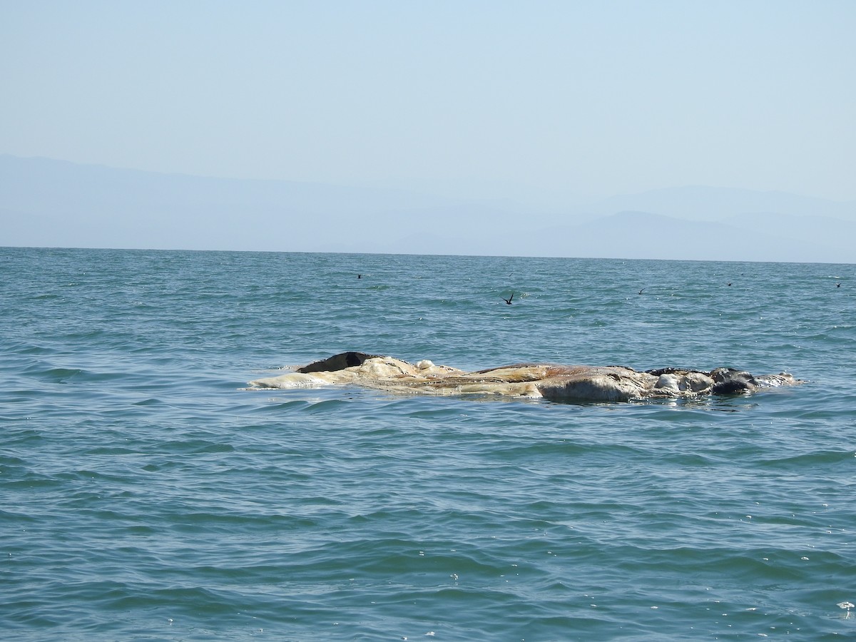 bajastormsvale - ML646046013