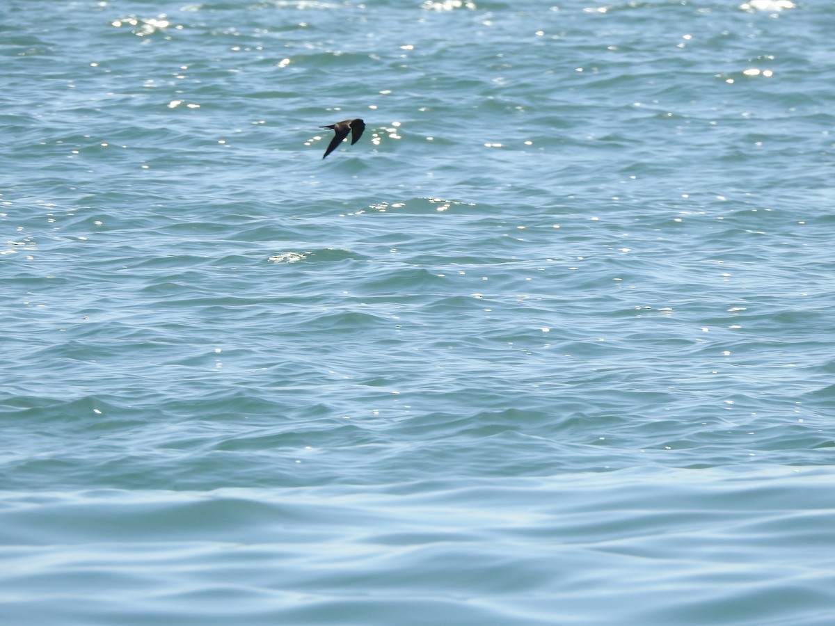 bajastormsvale - ML646046014