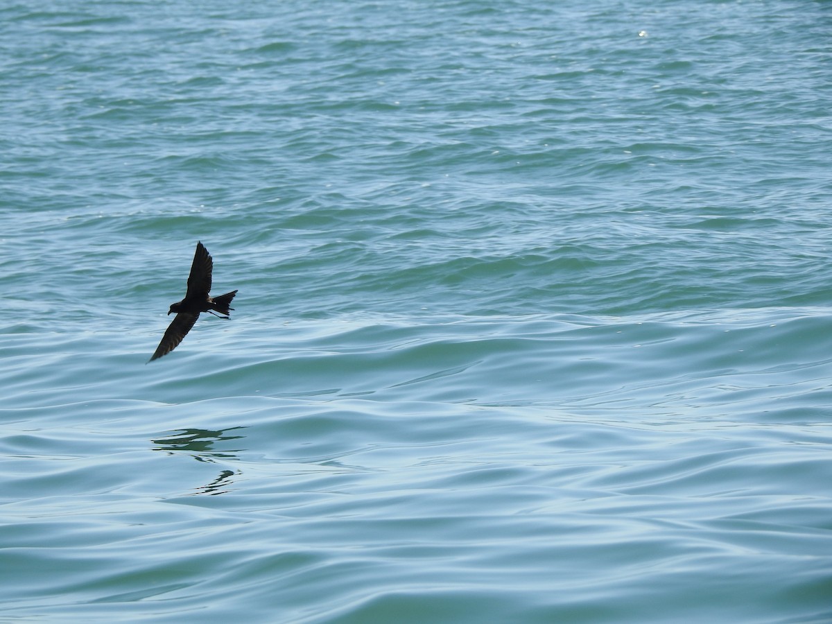 bajastormsvale - ML646046015