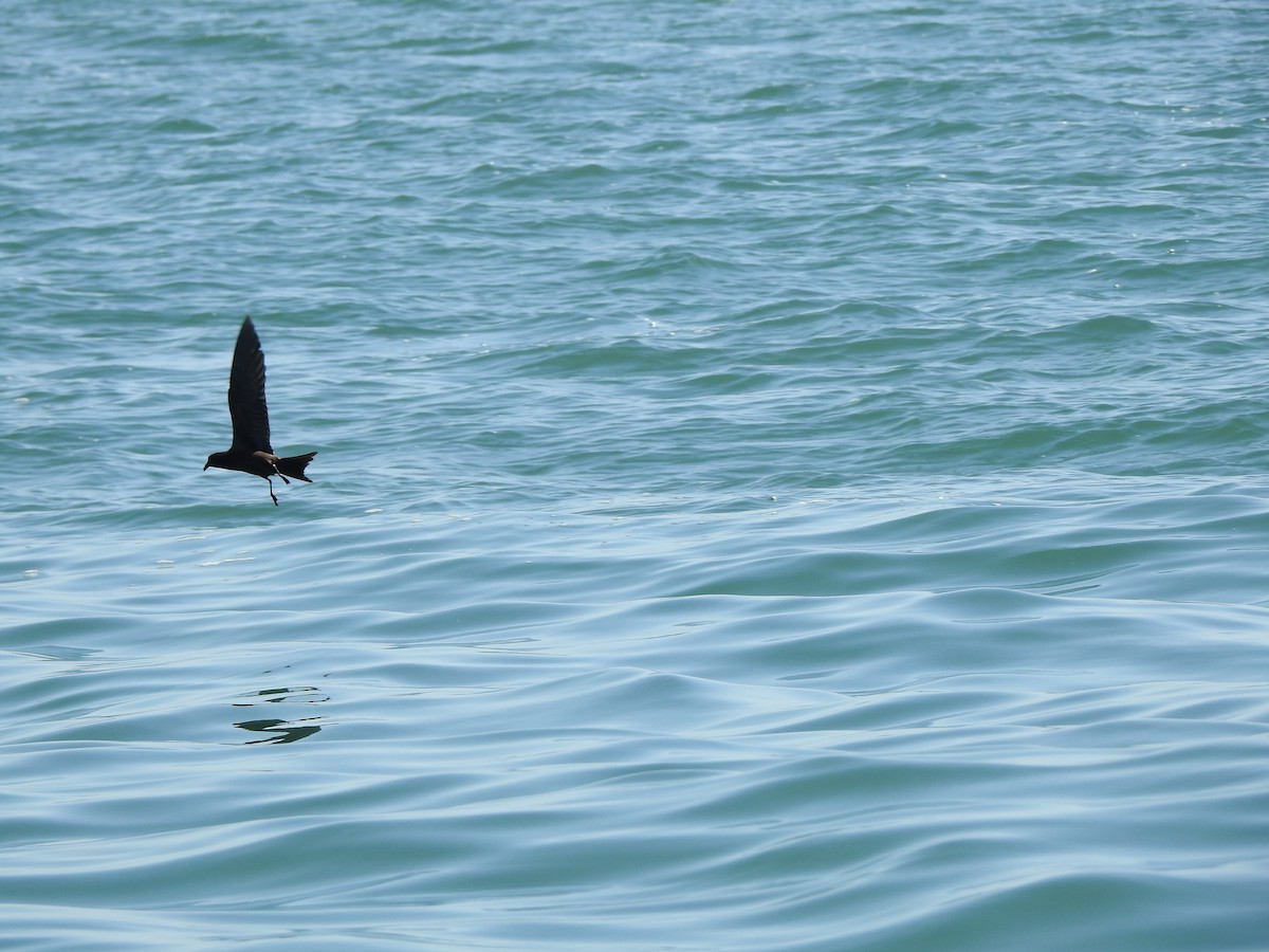 bajastormsvale - ML646046016