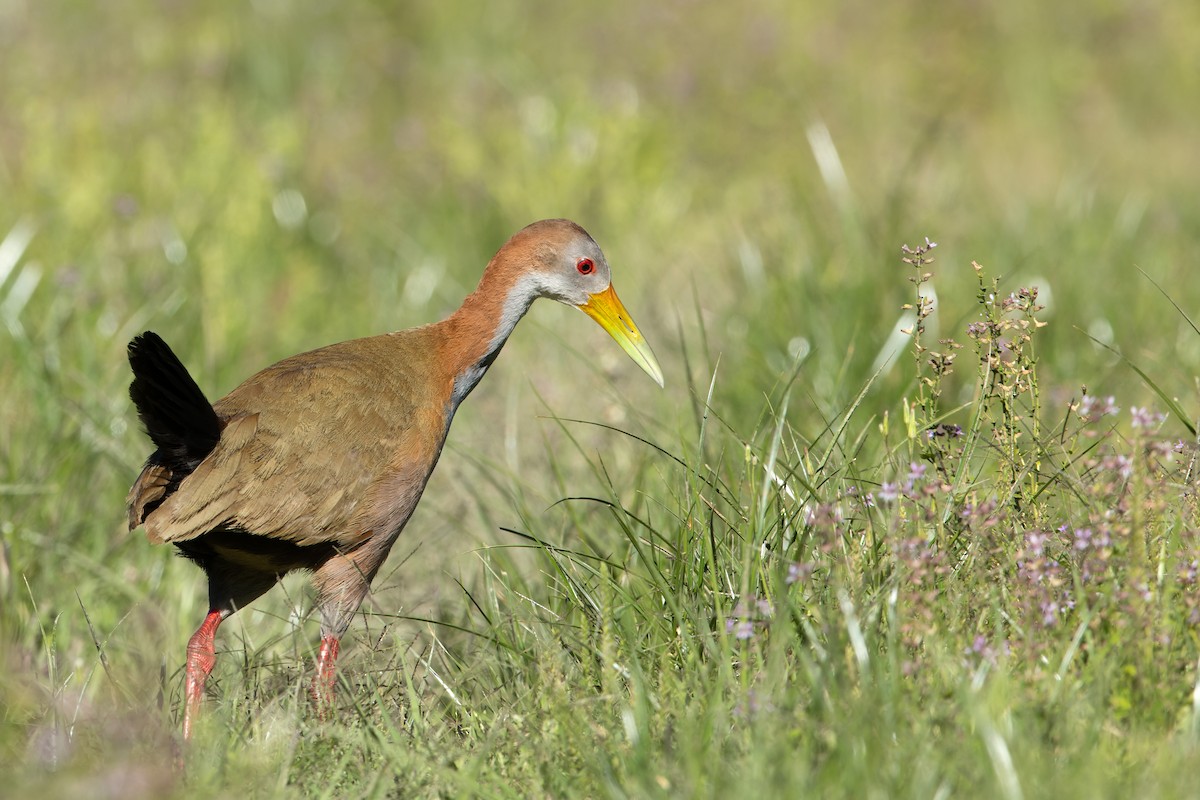 kjemperikse - ML646046018