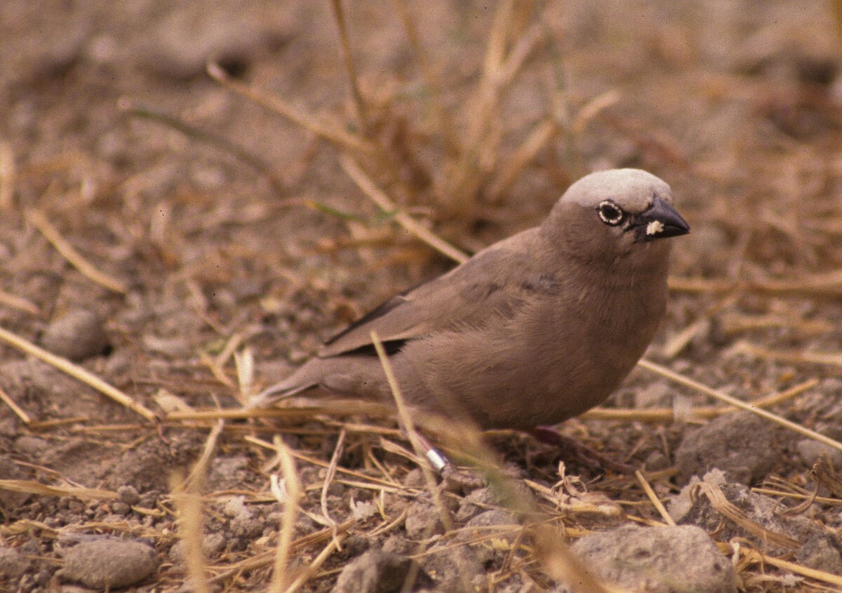 gråkronevever - ML646046021