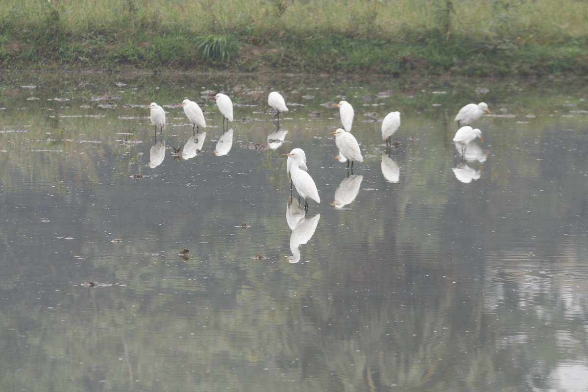 bøffelhegre - ML646046028