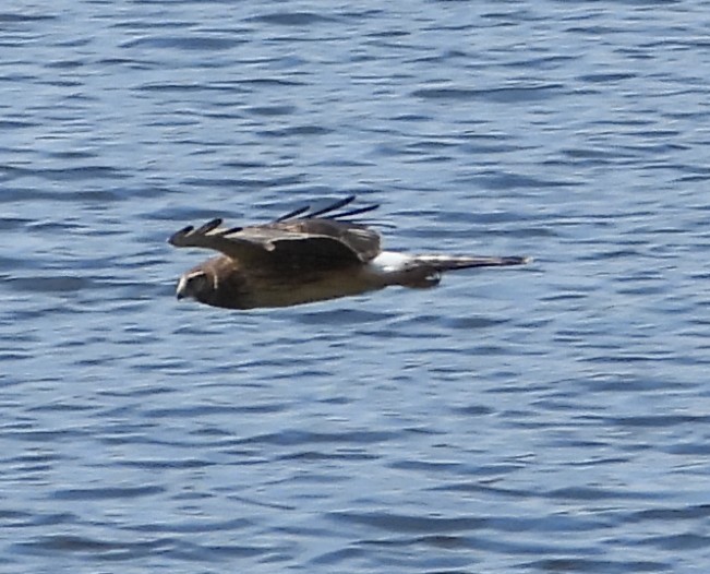 mørkmyrhauk - ML646046029